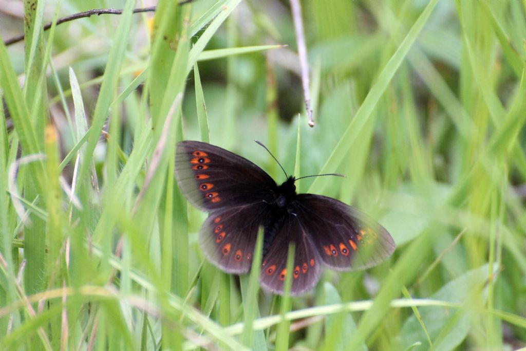 Erebia albergana? S !